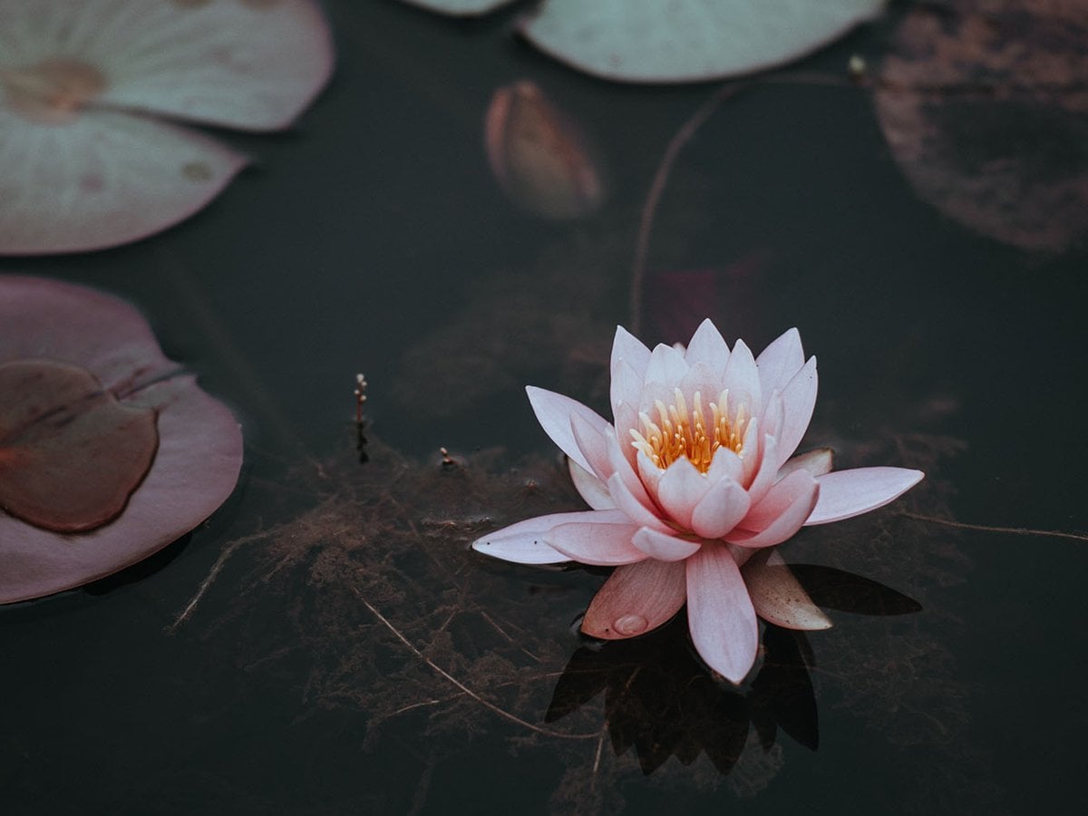 En rosa näckros som flyter på toppen av en damm