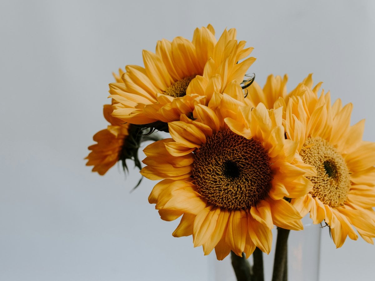 Ett knippe gula solrosor i en klar vas