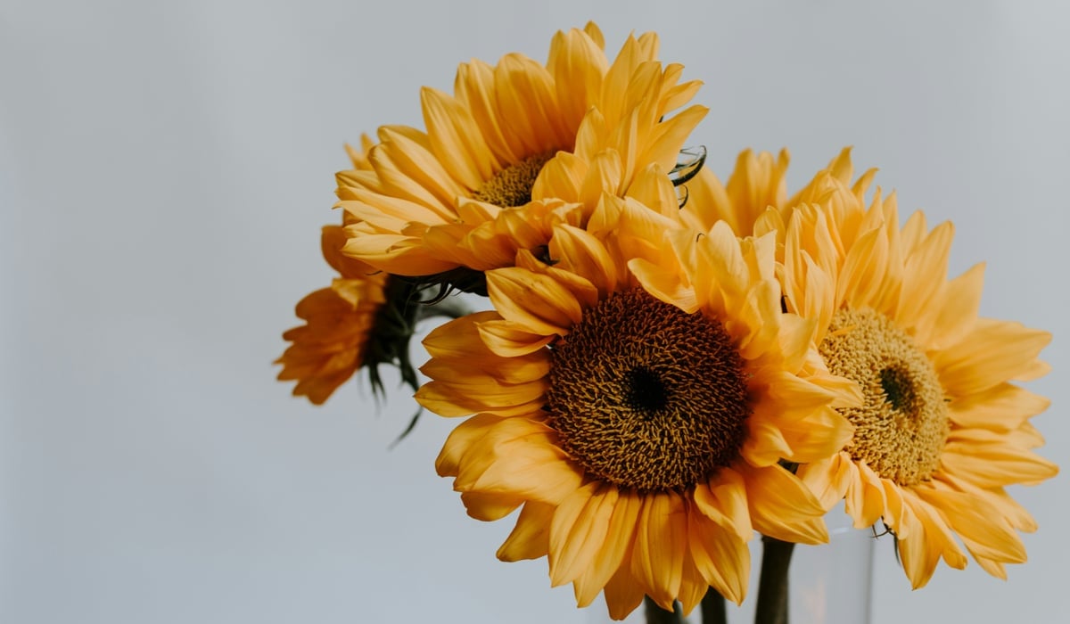 Ett knippe gula solrosor i en klar vas