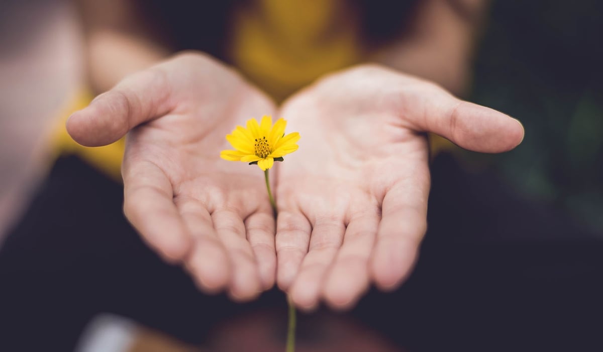 två händer håller i en gul blomma