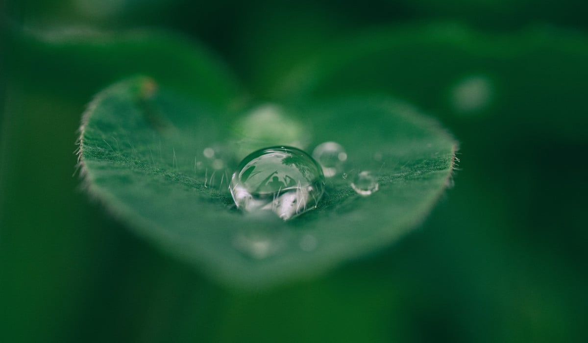 En vattendroppe på ett grönt blad